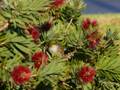 Wax eye bird bottlebrush 2